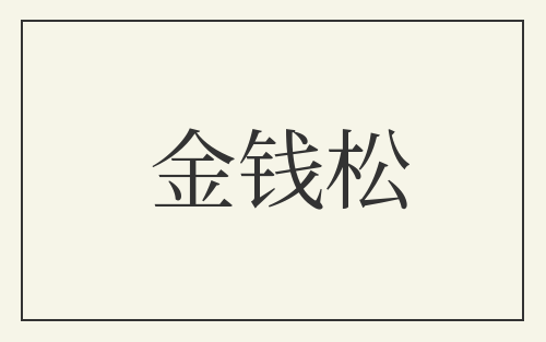 金钱松