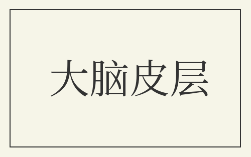 大脑皮层
