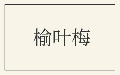 榆叶梅