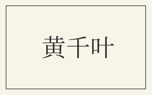 黄千叶
